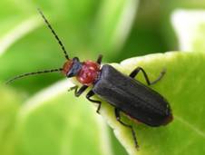 Cantharis or the Spanish Fly